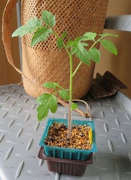 ステラミニトマト（固定種）・・種子から育てるぞ！ 茎が太くなったかな？