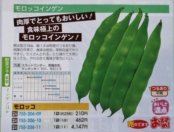 モロッコ インゲン 育て 方