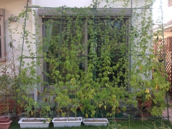 3年目の緑のカーテン 地植え By Oyaji 緑のカーテン グリーンカーテン の栽培記録 育て方 そだレポ みんなの趣味の園芸