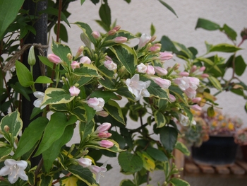 ピンクの花が咲くウツギ By ボレロ ウツギの栽培記録 育て方 そだレポ みんなの趣味の園芸