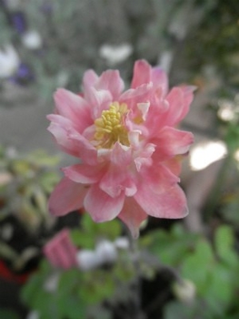 八重咲きのオダマキを種から By こまさ 西洋オダマキの栽培記録 育て方 そだレポ みんなの趣味の園芸