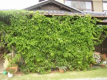 パッションフルーツの緑のカーテン １０月 By とんび 緑のカーテン グリーンカーテン の栽培記録 育て方 そだレポ みんなの趣味の園芸