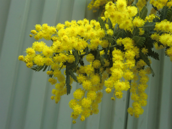 黄色いミモザのお花を タネから By こまさ ギンヨウアカシアの栽培記録 育て方 そだレポ みんなの趣味の園芸