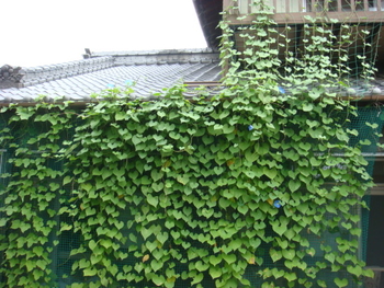アサガオの緑のカーテン その１ By Rider1 そだレポ みんなの趣味の園芸