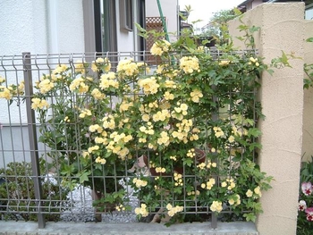モッコウバラのフェンス仕立て By Oyaji バラ つるバラ の栽培記録 育て方 そだレポ みんなの趣味の園芸