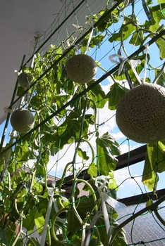 夏まき秋どりメロンをベランダで 前編byuesugi そだレポ みんなの趣味の園芸