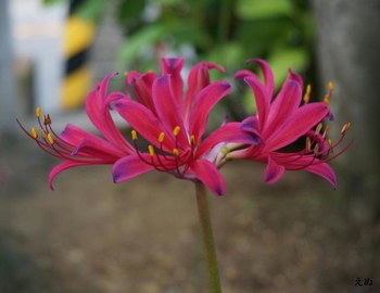 リコリスの複色花 By えぬ リコリス ヒガンバナの仲間 の栽培記録 育て方 そだレポ みんなの趣味の園芸