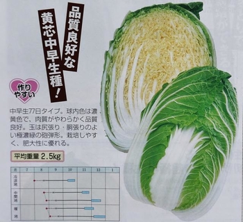 白菜の栽培 By 優花ちゃんのジージ ハクサイ 白菜 の栽培記録 育て方 そだレポ みんなの趣味の園芸
