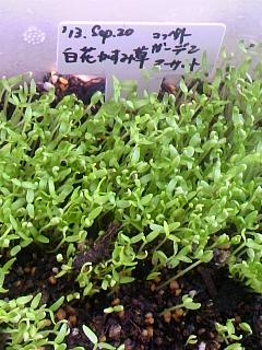 9 24 小さな芽は緑の絨毯 白花かすみ草を種から育ててみる そだレポ みんなの趣味の園芸