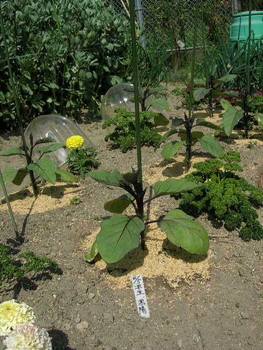 私のコンパニオンプランツ By トマトちやん ナスの栽培記録 育て方 そだレポ みんなの趣味の園芸