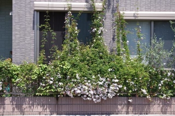 ハゴロモジャスミン咲きすぎ By Nimenhao ハゴロモジャスミンの栽培記録 育て方 そだレポ みんなの趣味の園芸