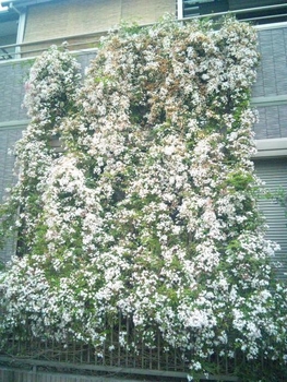 ハゴロモジャスミン咲きすぎ By Nimenhao そだレポ みんなの趣味の園芸