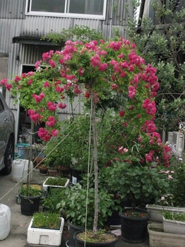 バラのスタンダード作りを目指して By 種蒔き病人 バラ シュラブ ローズ の栽培記録 育て方 そだレポ みんなの趣味の園芸