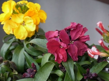 冬 春まで香りのいい花をタネから育てよう By Uesugi エリシマムの栽培記録 育て方 そだレポ みんなの趣味の園芸