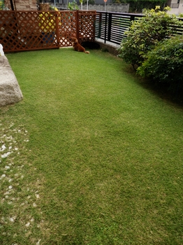 グリーンカーペット By まっちゃん 芝生の栽培記録 育て方 そだレポ みんなの趣味の園芸