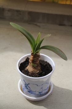 鉢植え アマリリス By カノン そだレポ みんなの趣味の園芸