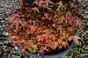 もみじを種から育て 紅葉を楽しむ By 赤いハナミズキ カエデ モミジ の栽培記録 育て方 そだレポ みんなの趣味の園芸