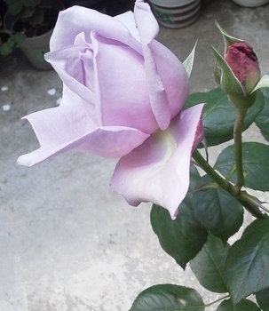 ベランダでつるバラを楽しむ By ベランダー ノエ バラ つるバラ の栽培記録 育て方 そだレポ みんなの趣味の園芸