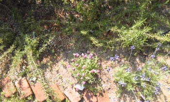 花が咲かないローズマリー By クリちゃん ローズマリーの栽培記録 育て方 そだレポ みんなの趣味の園芸