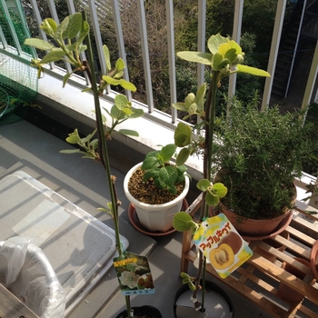 キウイをベランダで栽培する By ヨーコ キウイフルーツの栽培記録 育て方 そだレポ みんなの趣味の園芸