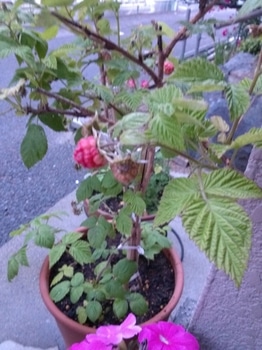 ラズベリーをたくさん食べたい By よしの ラズベリーの栽培記録 育て方 そだレポ みんなの趣味の園芸
