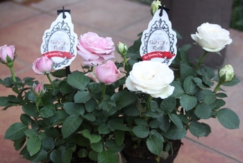 室内で育てるバラ インフィニティローズ By ばんた バラ ミニバラ の栽培記録 育て方 そだレポ みんなの趣味の園芸