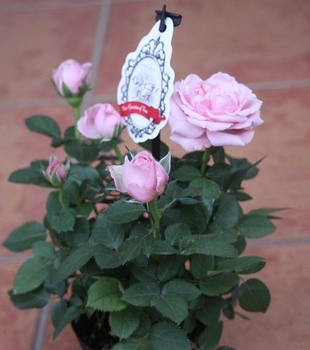 室内で育てるバラ インフィニティローズ By ばんた バラ ミニバラ の栽培記録 育て方 そだレポ みんなの趣味の園芸