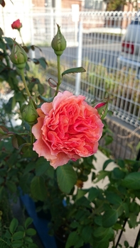 初めての新苗育成 かおりかざり By Yamaneko バラ シュラブ ローズ の栽培記録 育て方 そだレポ みんなの趣味の園芸