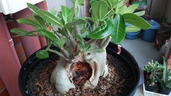大きな穴の盆栽アデニウム By フォル そだレポ みんなの趣味の園芸
