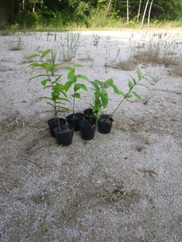 栗の実を植えてみた By たいプリ クリ 栗 の栽培記録 育て方 そだレポ みんなの趣味の園芸