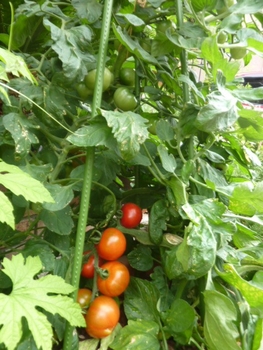 ゴーヤと一緒に By 空さんさん トマトの栽培記録 育て方 そだレポ みんなの趣味の園芸