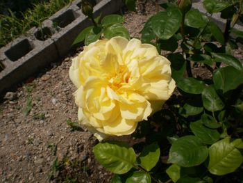 根腐れした薔薇の再生 By みのるくん バラ ブッシュ ローズ の栽培記録 育て方 そだレポ みんなの趣味の園芸
