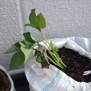 土嚢袋でサツマイモを育てる By ヨーコ サツマイモの栽培記録 育て方 そだレポ みんなの趣味の園芸