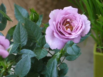 ミニバラ 花言葉 可愛いひと By ペーパームーン バラ ブッシュ ローズ の栽培記録 育て方 そだレポ みんなの趣味の園芸