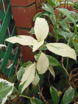 白い葉のアジサイは生まれるのか By 花かご アジサイ ハイドランジア の栽培記録 育て方 そだレポ みんなの趣味の園芸