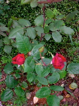 移植でresetしたuncle Walter By ブラウンサム バラ つるバラ の栽培記録 育て方 そだレポ みんなの趣味の園芸