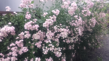 つるバラ 群舞 花が咲くまで By Rosekkberry バラ つるバラ の栽培記録 育て方 そだレポ みんなの趣味の園芸