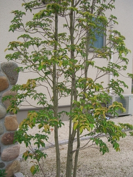 常緑ヤマボウシ By トスカーナブルー ヤマボウシの栽培記録 育て方 そだレポ みんなの趣味の園芸