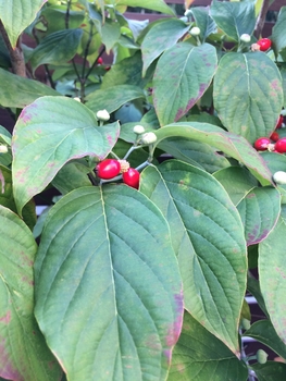 きれいな赤い実 しわしわな葉 By 花咲兄さん ハナミズキの栽培記録 育て方 そだレポ みんなの趣味の園芸