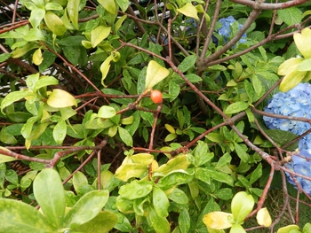 沈丁花の 種植え と 挿し木 By まっちゃん ジンチョウゲの栽培記録 育て方 そだレポ みんなの趣味の園芸