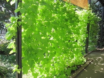 イポメアで緑のカーテン By おツタ イポメアの栽培記録 育て方 そだレポ みんなの趣味の園芸