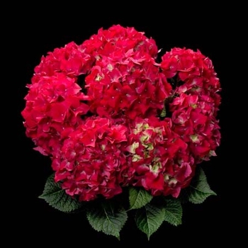 まっ赤っ赤の花を咲かせたい By まっちゃん そだレポ みんなの趣味の園芸