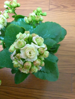 八重咲きが緑色のバラみたい By Tomo カランコエの栽培記録 育て方 そだレポ みんなの趣味の園芸