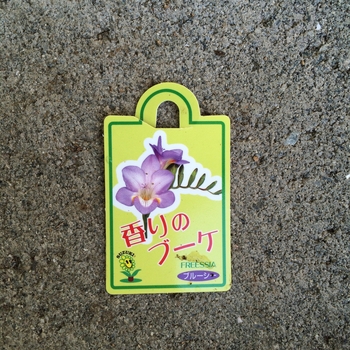 フリージア 紫 By よにふ そだレポ みんなの趣味の園芸