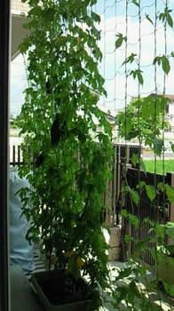 ゴーヤ 朝顔 By Ohtaのねこ 緑のカーテン グリーンカーテン の栽培記録 育て方 そだレポ みんなの趣味の園芸