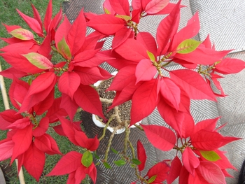 大きな葉で姿の良い真っ赤なポインセチア Byやっぱり花が好き そだレポ みんなの趣味の園芸