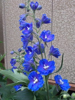 何とも言えない青色 清楚な白色 By Miyu デルフィニウムの栽培記録 育て方 そだレポ みんなの趣味の園芸