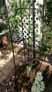 小玉スイカの空中栽培 By Small Garden2 そだレポ みんなの趣味の園芸