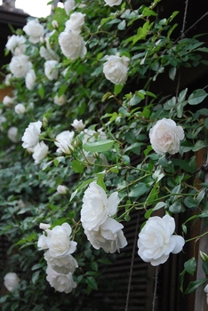 つるアイスバーグで緑のカーテン By みやこ バラ つるバラ の栽培記録 育て方 そだレポ みんなの趣味の園芸