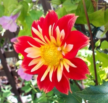実生で育てて色んなダリアが咲く By Komin ダリアの栽培記録 育て方 そだレポ みんなの趣味の園芸